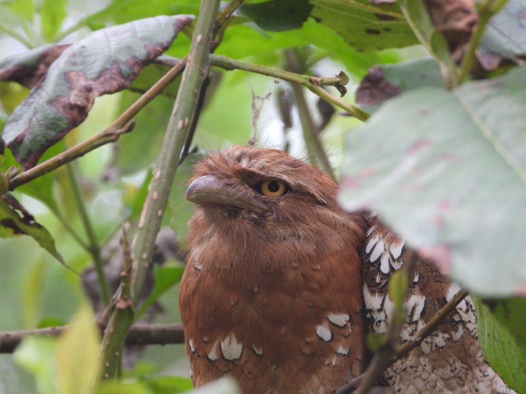 Javan Frogmouth