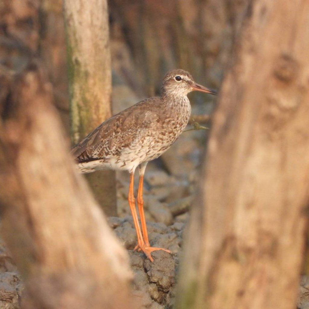 the common redshanktringa totanusexplore unique waterbirds#birdingujungkulon