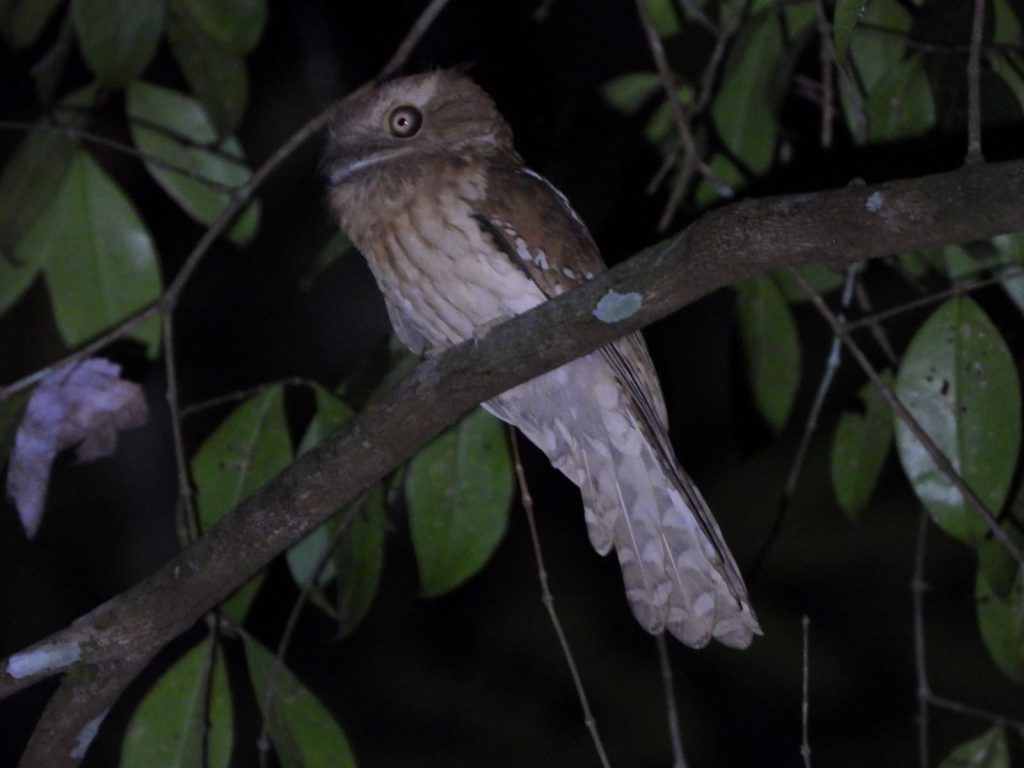 Gould's Frogmouth