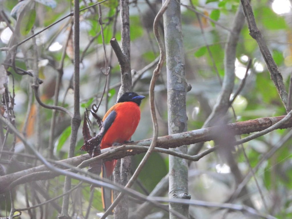 Scarlet-Rumped Trogon